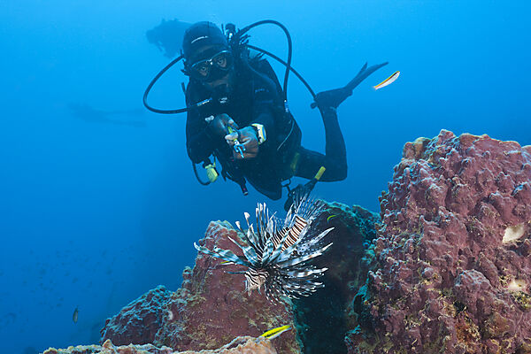 Invasive Lionfish speared by Diver