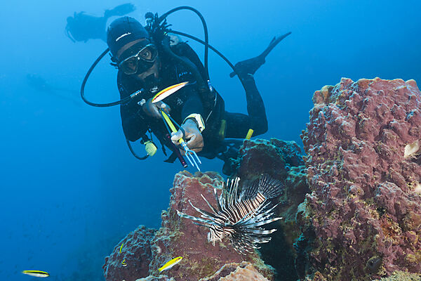 Invasive Lionfish speared by Diver