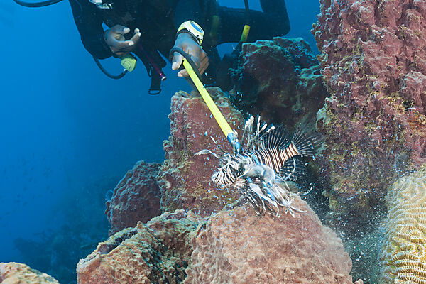 Invasive Lionfish speared by Diver