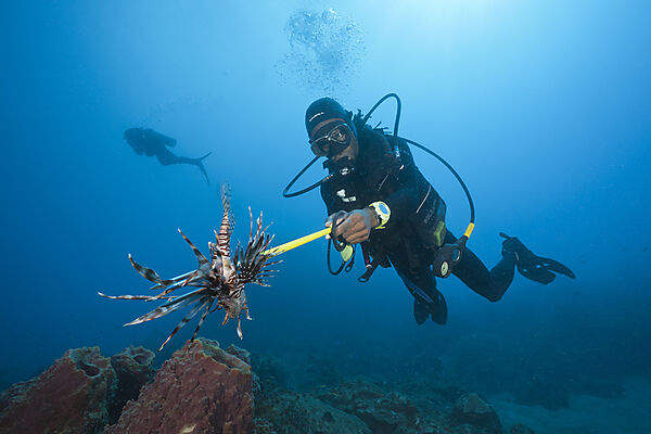 Invasive Lionfish speared by Diver