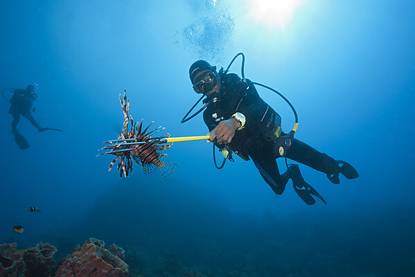 Invasive Lionfish speared by Diver
