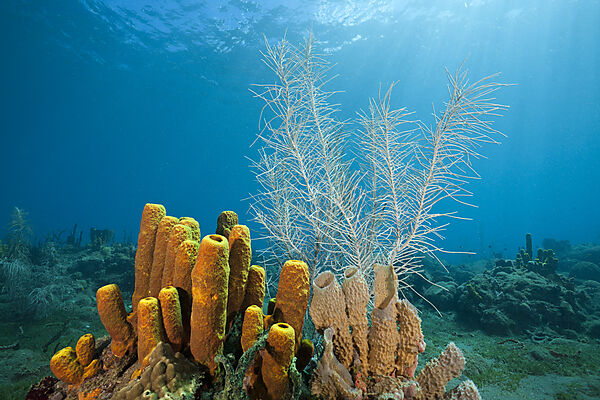 Yellow Tube Sponges in Coral Reef