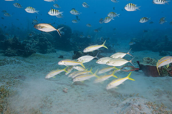 Yellowfin Goatfishes and Sergant Major Fish