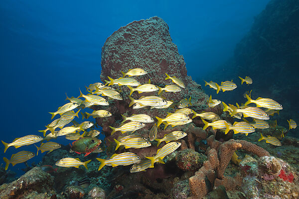 Shoal of Smallmouth Grunts