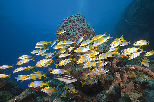 Shoal of Smallmouth Grunts