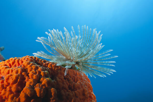 Fan Worm on red Sponge