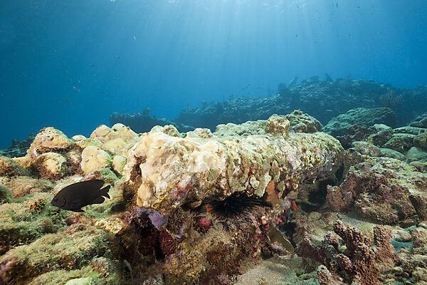 Corals covering Old Cannon