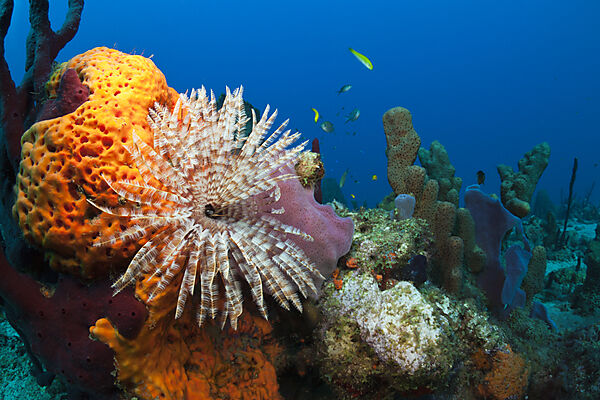 Caribbean Coral Reef