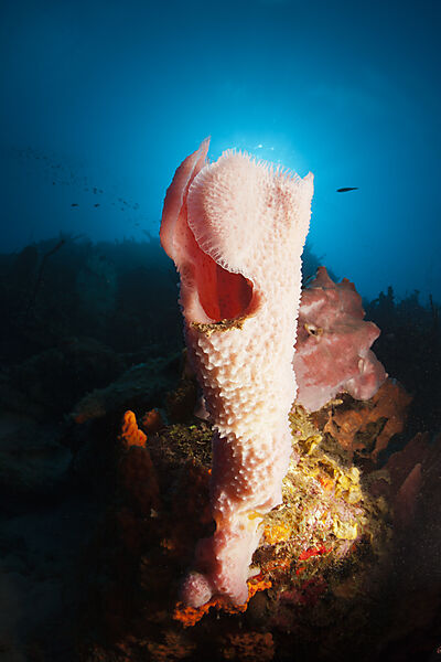 Caribbean Coral Reef