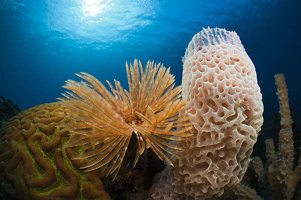 Caribbean Coral Reef
