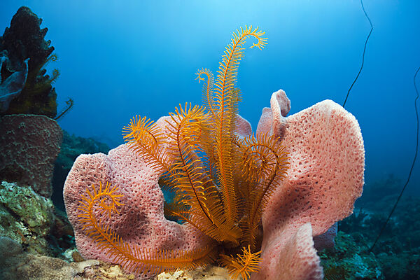Caribbean Coral Reef