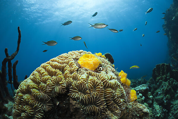 Caribbean Coral Reef