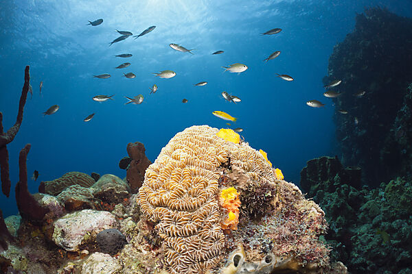 Caribbean Coral Reef