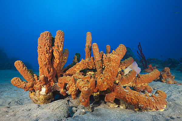 Tube Sponges in Coral Reef