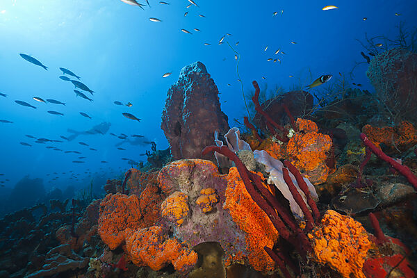 Caribbean Coral Reef