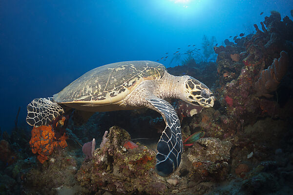 Hawksbill Turtle