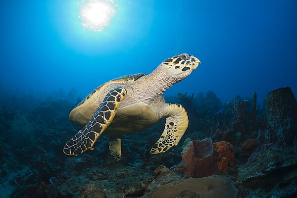 Hawksbill Turtle