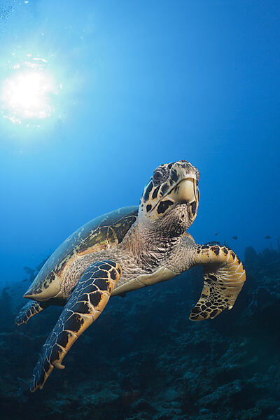 Hawksbill Turtle