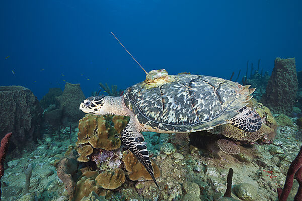 Hawksbill Turtle tagged with Transmitter