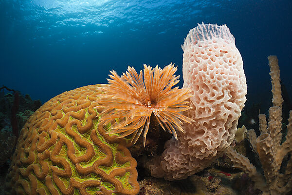 Caribbean Coral Reef