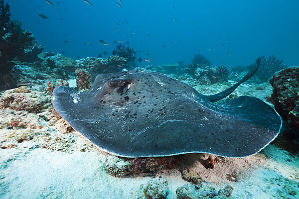 Blackspotted Stingray
