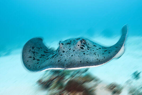 Blackspotted Stingray