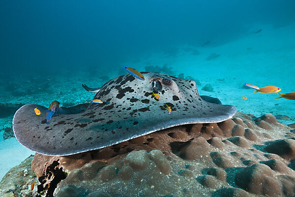 Blackspotted Stingray at Cleaning Station