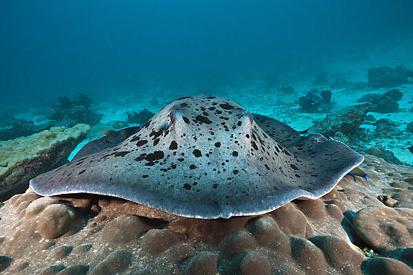 Blackspotted Stingray