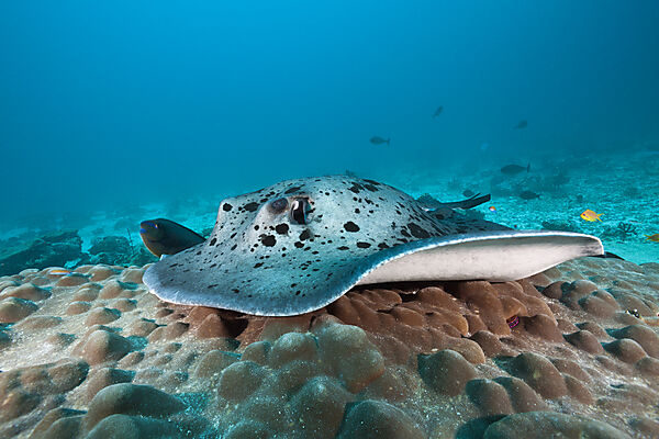 Blackspotted Stingray