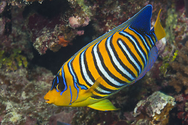 Pfauenaugen-Kaiserfisch