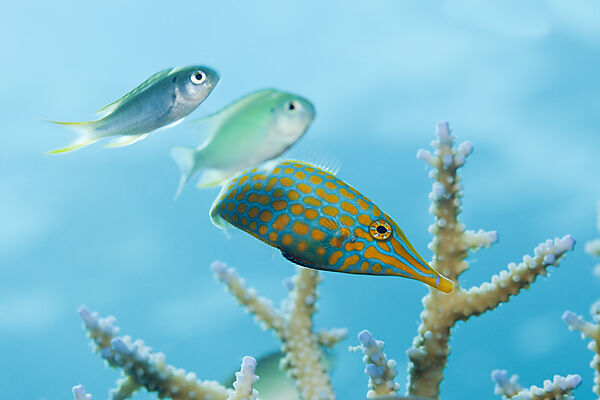 Palettenstachler Feilenfisch