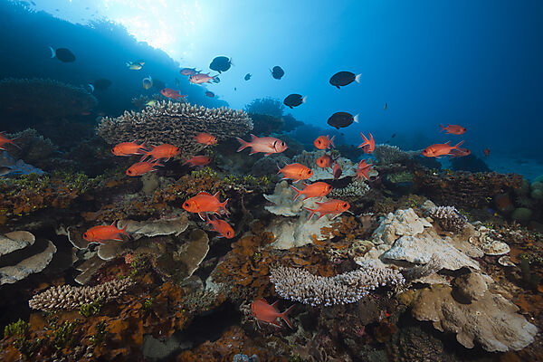 Soldatenfische am Riff