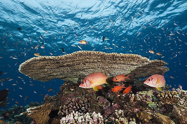 Longjawed Squirrelfish underneath Tabe Coral