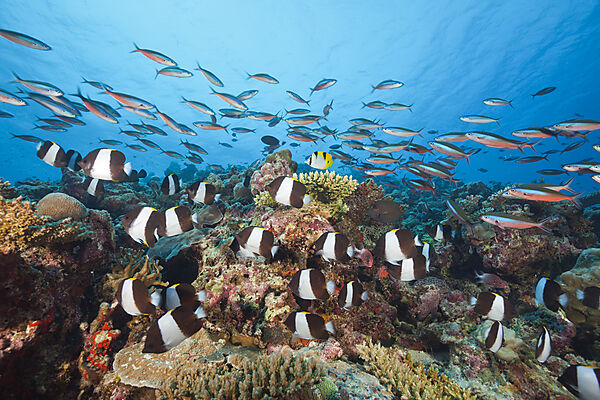 Black Pyramid Butterflyfish