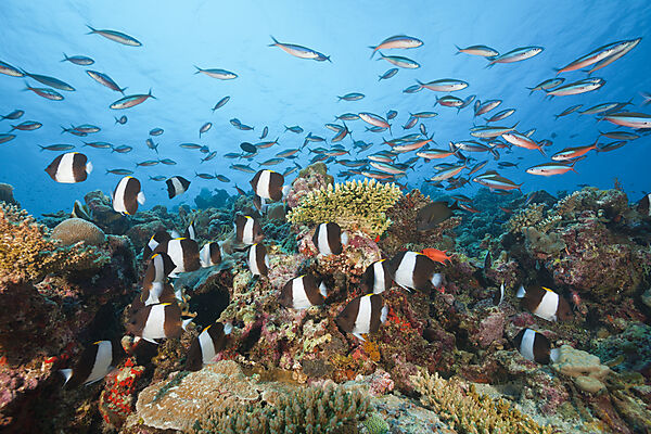 Black Pyramid Butterflyfish