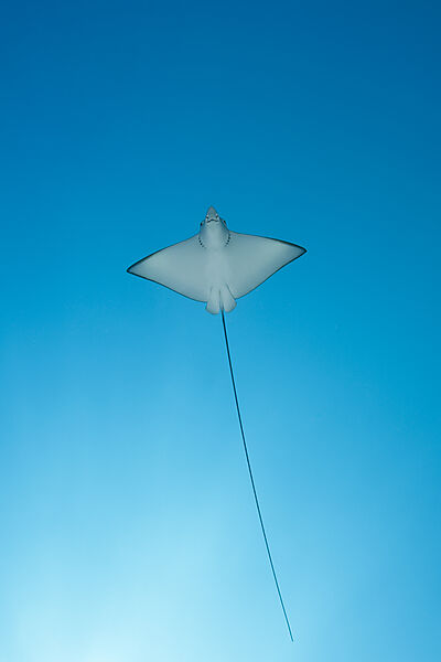 Eagle Ray
