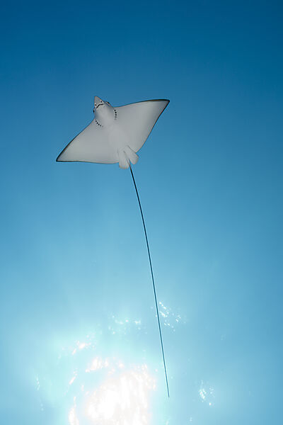 Eagle Ray