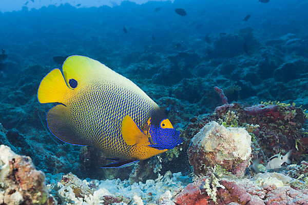 Yellowmask Angelfish