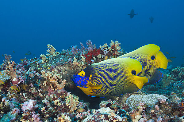 Yellowmask Angelfish