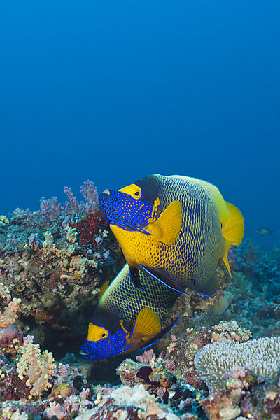 Yellowmask Angelfish