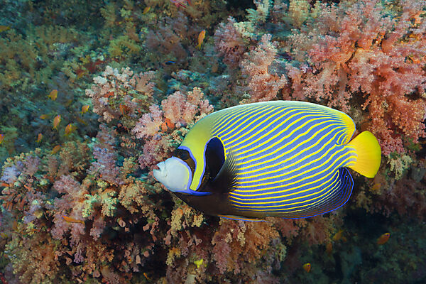 Emperor Angelfish