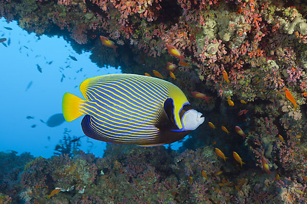 Emperor Angelfish