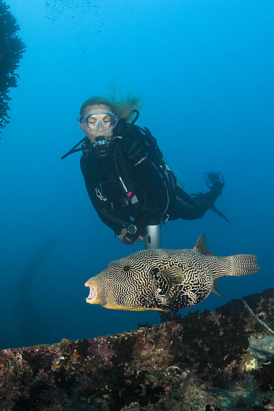 Taucher beobachtet Kugelfisch am Maldive Victory Wrack
