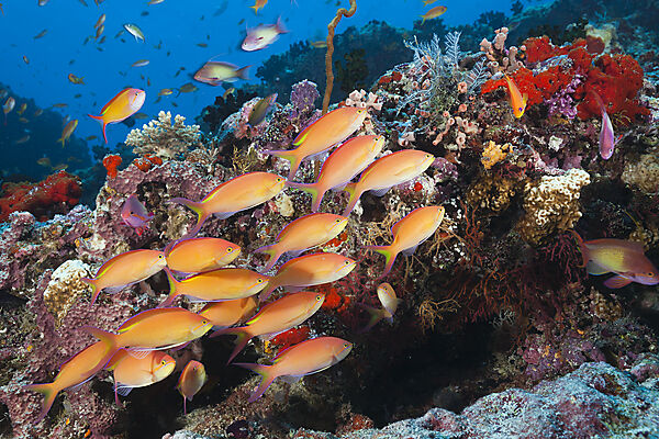 Shoal of Threadfin Anthias