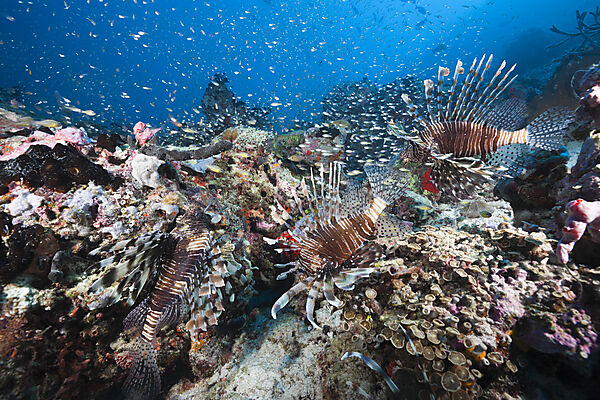 Lionfishes over Coral Reef