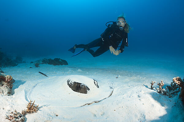 Blackspotted Stingray hiding in Sand