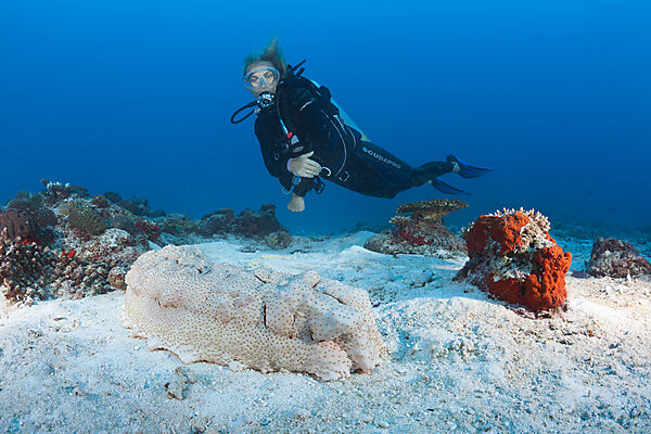 Scuba Diver and Anax Sea Cucumber