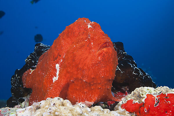 Roter Riesen-Anglerfisch