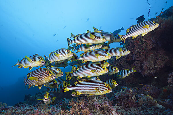 Oriental Sweetlips