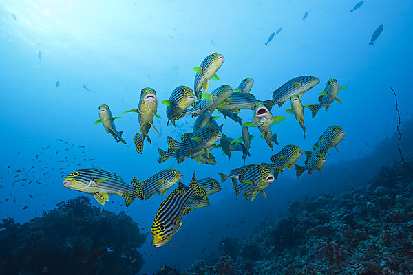 Oriental Sweetlips